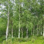 Silver birch trees in Finland