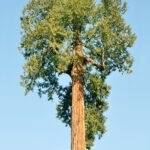 Western red cedar in Vancouver