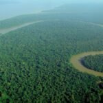 Aerial view of the Amazon rainforest canopy