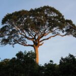Giant kapok tree with buttress roots in the Peruvian Amazon