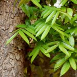 Big-leaf mahogany tree