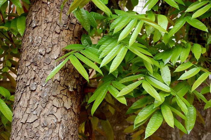 Big-leaf Mahogany