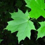 Sugar maple in autumn colour