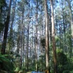 Mountain ash trees towering over cars in Victoria, Australia