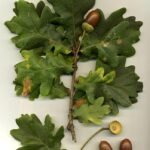 English oak leaves and acorns