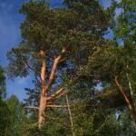 Scots pine in Skuleskogen National Park, Sweden