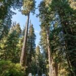 Coast redwoods along the Redwood Highway, California