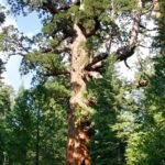 The Grizzly Giant, a giant sequoia in Mariposa Grove, Yosemite