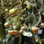 Teak tree leaves